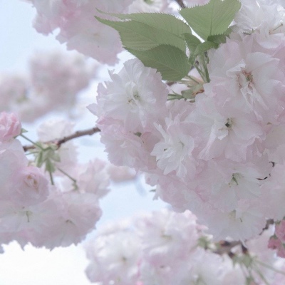 兽设简约风格设计福瑞交流群